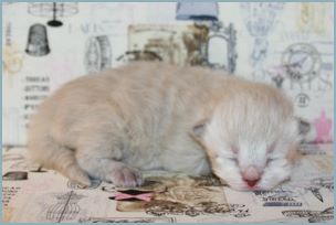 Female Siberian Kitten from Deedlebug Siberians